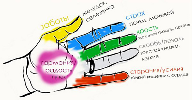 Массаж: связь зон кисти и пальцев руки с другими органами тела